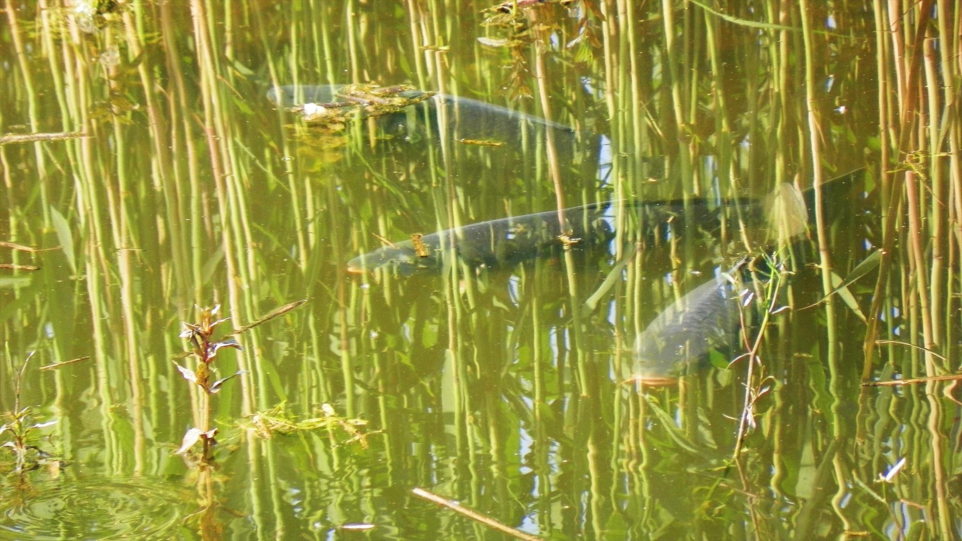 Crapmania - 2011 - 1000735.JPG